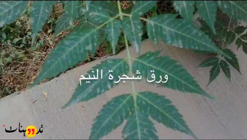 من منكم جرب أوراق شجر النيم كمبيد حشري