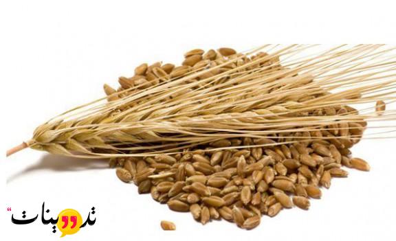 تجربتي مع الشعير للشعر وتعرف على الفوائد المختلفة و الوصفات الطبيعية المستخدمة