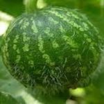 كيفية استخدام الحنظل في علاج البواسير