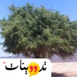 علامات الشفاء بعد الاغتسال بالسدر