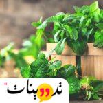 تجربتي مع شرب النعناع يوميا