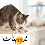 حركة العجن عند القطط