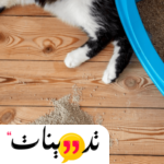 سبب تبول القطط خارج الليتر