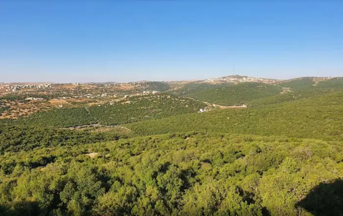 مناطق سياحية في الأردن عجلون - محمية غابات عجلون
