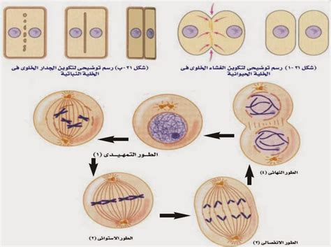 في الانقسام المتساوي تنقسم الخلية إلى خليتين متطابقتين